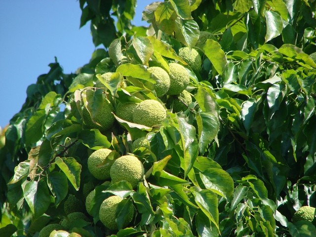 čudno drvo u koprivnici